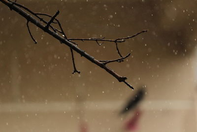 Close-up of raindrops on twig