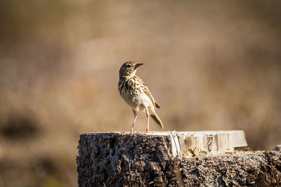 A beautiful song thrush in a forest clearing in spring. beautiful scenery in the wild.