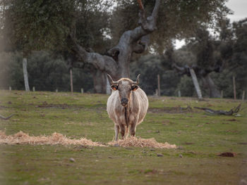 Horse standing in a field