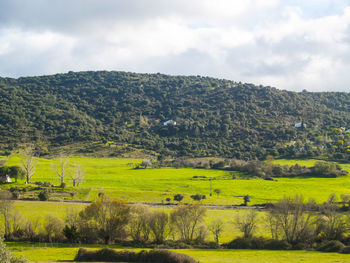 Scenic view of field against sky