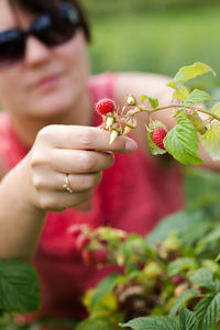 Young woman picking raspberries at farm
