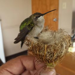 Close-up of hand holding bird