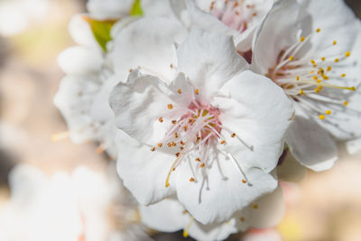 Close-up of white cherry blossoms