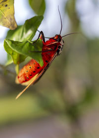 Close-up of butterfly on flower