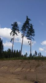 Trees on field against sky