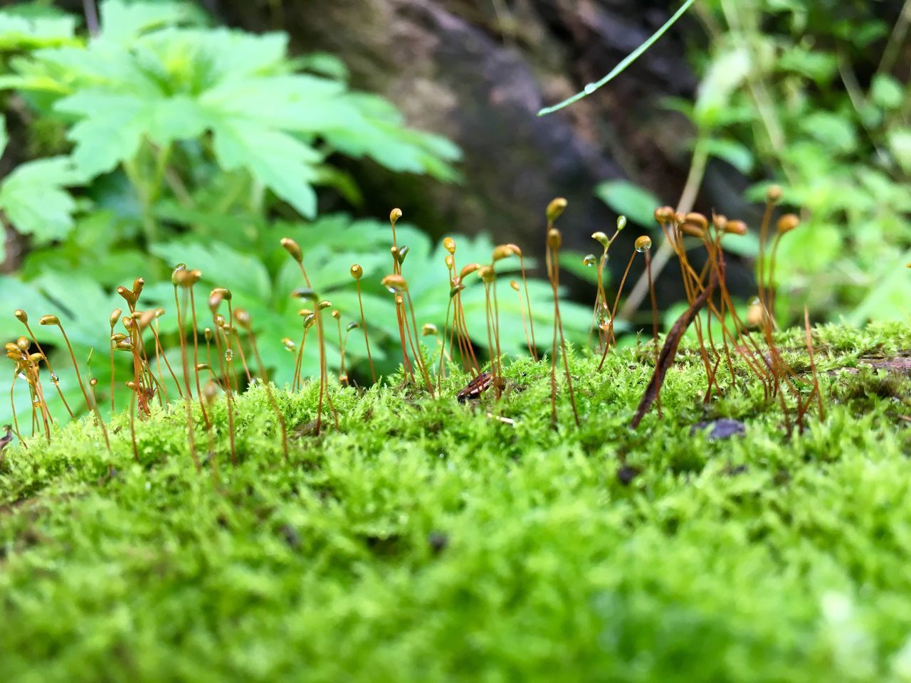 animal themes, animals in the wild, wildlife, grass, selective focus, green color, growth, plant, nature, field, one animal, insect, beauty in nature, day, grassy, no people, outdoors, two animals, forest, close-up