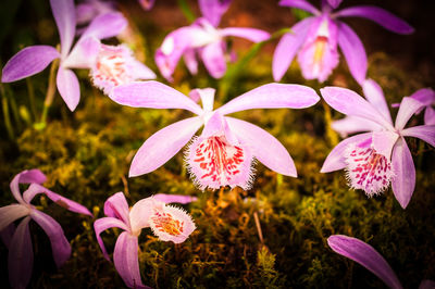 Close-up of flowers blooming outdoors