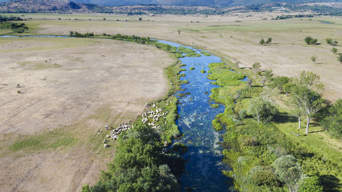 The aerial view of cetina river in the karst plain, croatia