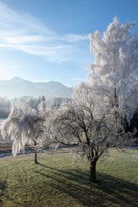 Trees on field against sky