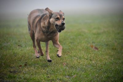 Close-up of dog running on grass field with ball in mouth