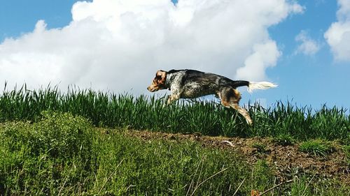 Side view of a horse on field