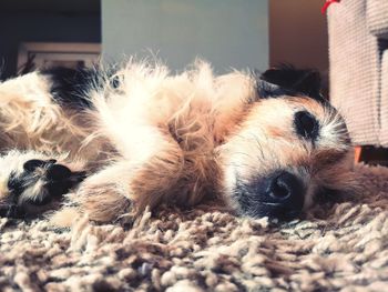 Close-up of dog resting on rug at home