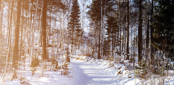 Snow covered trees in forest