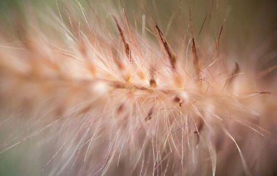 Full frame shot of dandelion flower