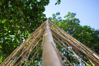 Low angle view of bamboo trees in forest