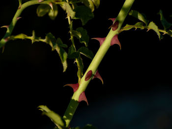 Close-up of fresh green leaves on plant