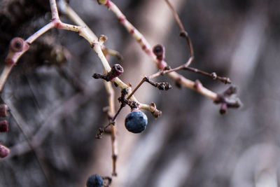 Close-up of berries on tree