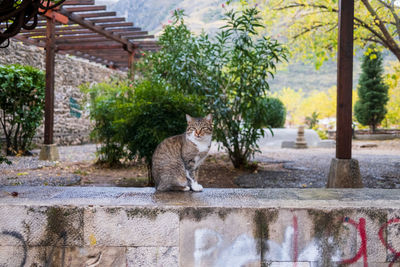 Close-up of cat