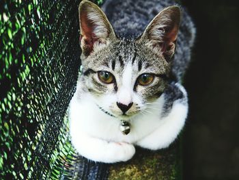 Close-up portrait of cat resting by fence