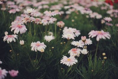 High angle view of pink flowering plants on field