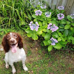 Portrait of dog with flowers