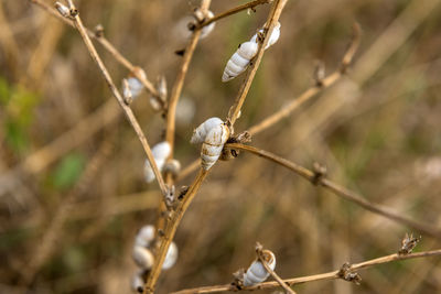 Close-up of flower buds growing on tree