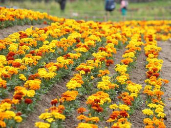 Close-up of yellow flowers blooming on field