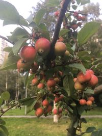 Low angle view of apples on tree