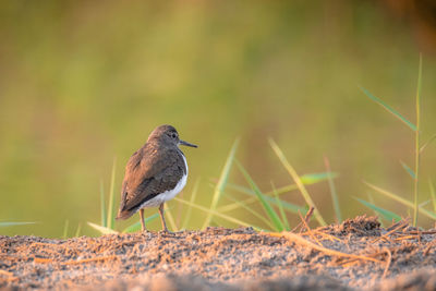 Close-up of common sandpiper perching on a field