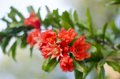 Close-up of red flowers blooming outdoors