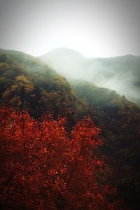 Scenic view of tree mountains against sky