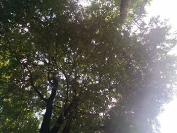 Low angle view of trees in forest