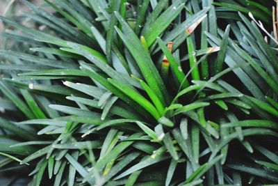 High angle view of wet plants