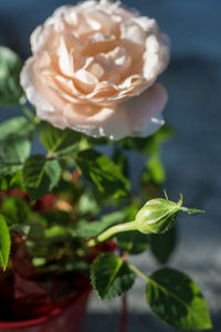 Close-up of rose plant