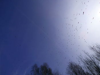Low angle view of birds flying in sky