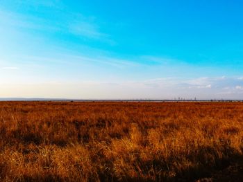 Scenic view of field against sky