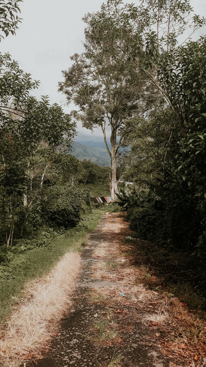 FOOTPATH AMIDST TREES IN FOREST