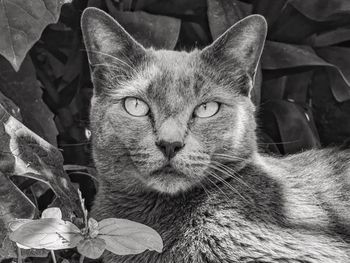 Close-up portrait of cat