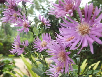Close-up of pink flowering plants