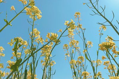 Low angle view of flowering plants against clear blue sky