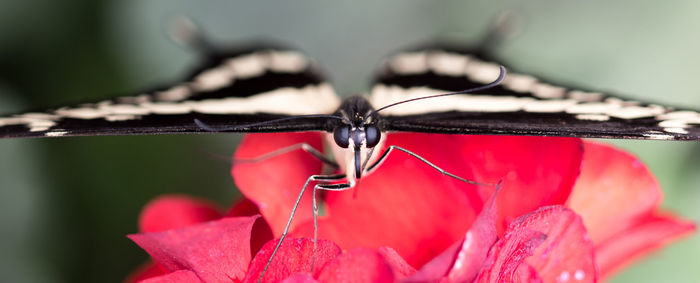 Close-up of red rose