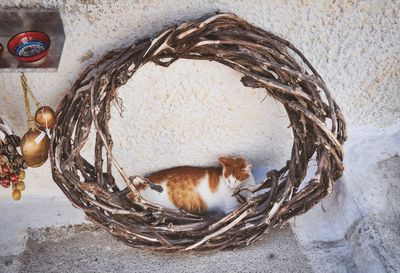 High angle view of birds in nest