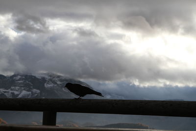 Silhouette bird perching on a rock