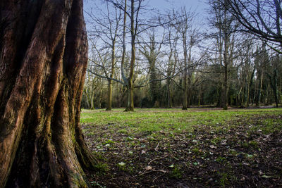 Trees growing in forest