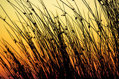 Close-up of stalks in field against orange sky