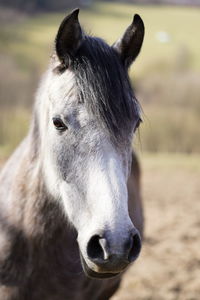 Close-up of horse on field