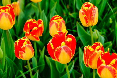 Close-up of red tulips