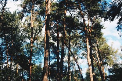 Low angle view of trees in forest