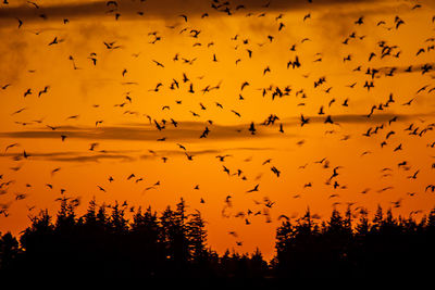 Flock of birds flying against sky during sunset