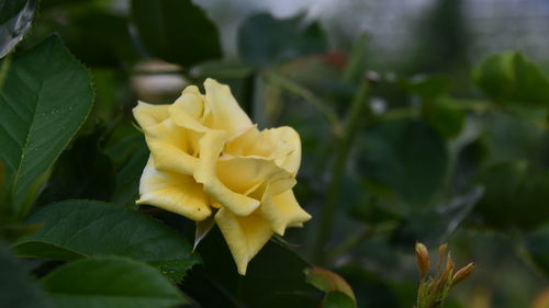 Close-up of yellow flowering plant